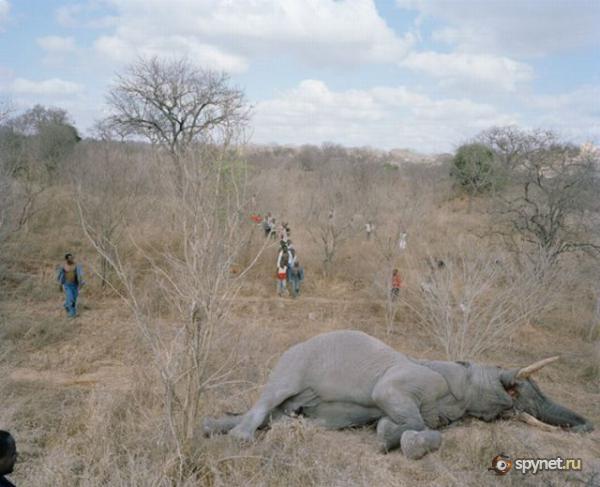 Судьба умершего слона в Зимбабве